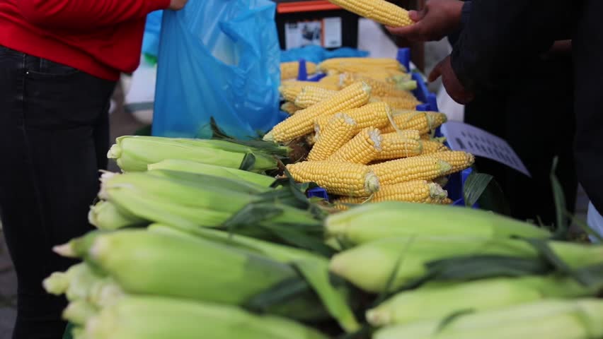 Woman buying fresh corn at a market, with the vendor handing over the goods in a bag and receiving cash payment.