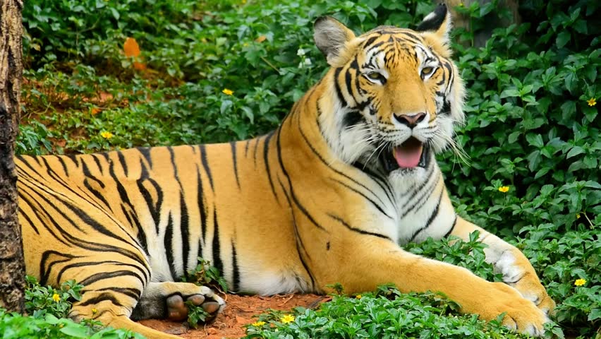 Majestic tiger resting in lush green foliage with mouth open in a natural habitat