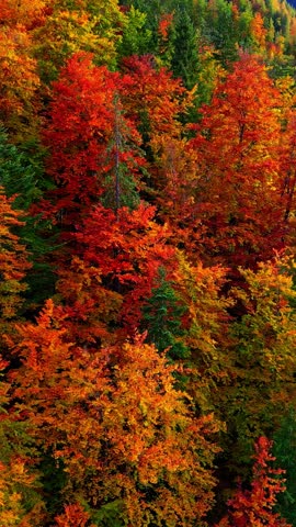 Vertical aerial rising up over a dense and colorful autumn forest on a mountain slope in the Austrian Alps with vibrant red, orange and green trees