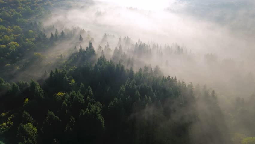 Aerial drone view flying over a misty evergreen forest with sunbeams shining through the fog