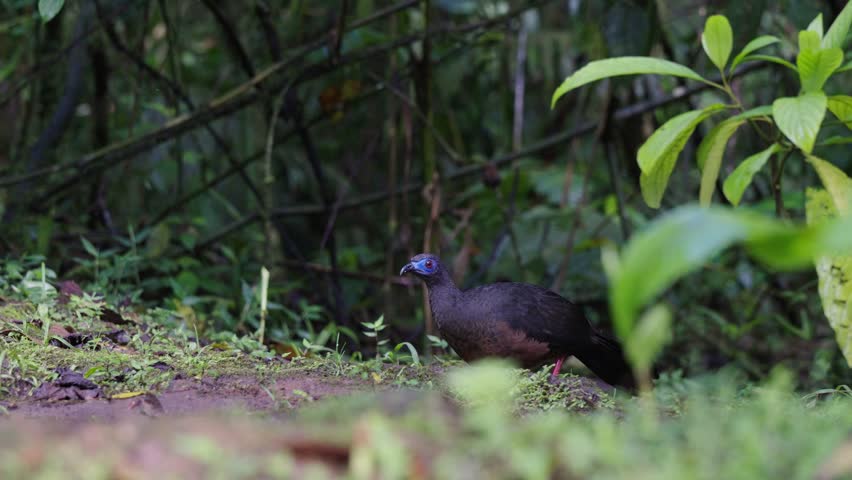 Footage of a Sickle-winged Guan Chamaepetes goudotii feeding in a lush green environment in Colombia showing tropical bird behavior and Andean forest wildlife.