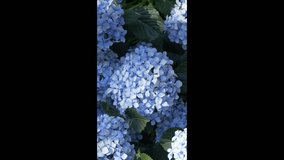 Vertical video of vibrant hydrangea flowers swaying in light. Stock footage ideal for ecology, floral decorations, wellness, relaxation or seasonal lifestyle themes. Beauty and romantic atmosphere - Powered by Shutterstock - Get 15% off with code: PIKWIZARD15