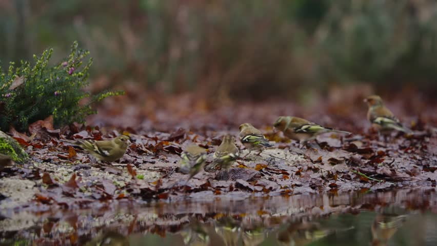 A Eurasian Chaffinch walks through forest floor covered in red leaves and mossy rock patches