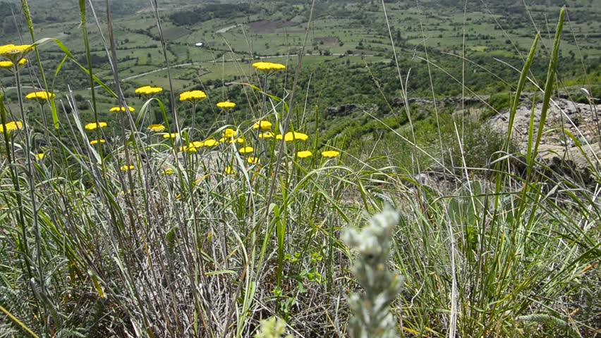 Green grass and yellow flowers background, high mountain view at the back, dolly