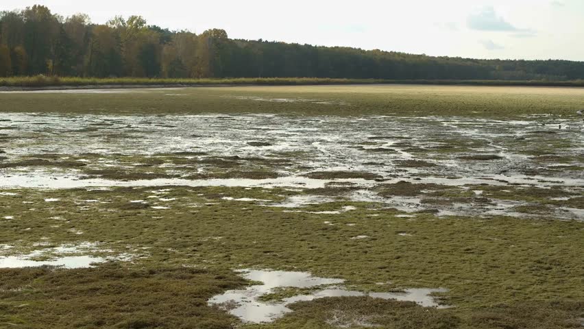 Wetland landscape with shallow water and vegetation under a cloudy sky scene