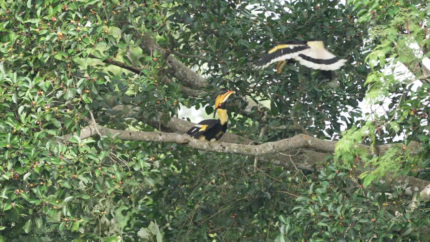 Great Hornbill birds are eating ripe figs birdwatching in the forest.