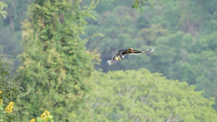 Great Hornbill birds are eating ripe figs birdwatching in the forest.