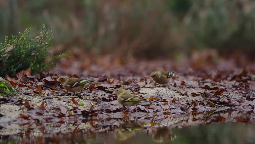 Eurasian Chaffinch pecking on the forest floor in fall setting surrounded by red and brown leaves