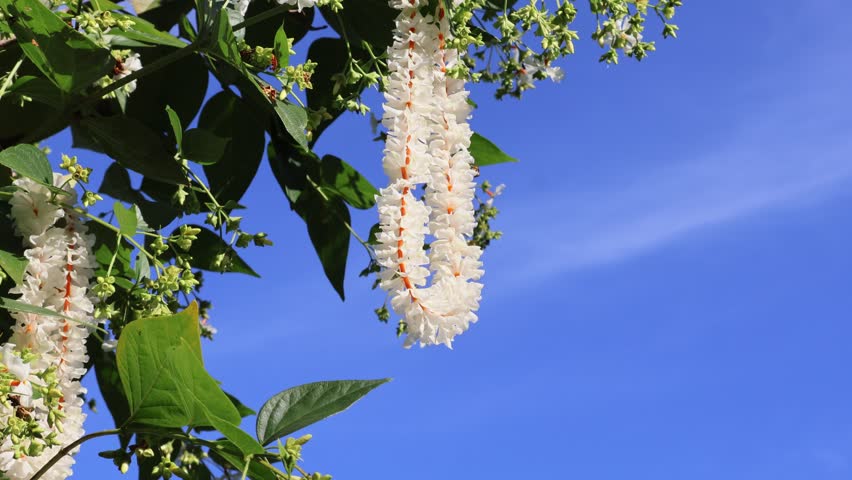 Part 2: A side view of a soft, aromatic Parijat (Shiuli) flower garland handmade with care, hanging from a sunlit branch — glowing with ethereal beauty.  October 23, 2025, Florida