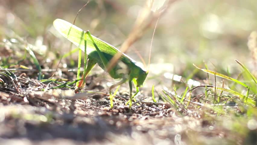 Green grasshopper resting on the ground in a field of grass on a sunny summer day