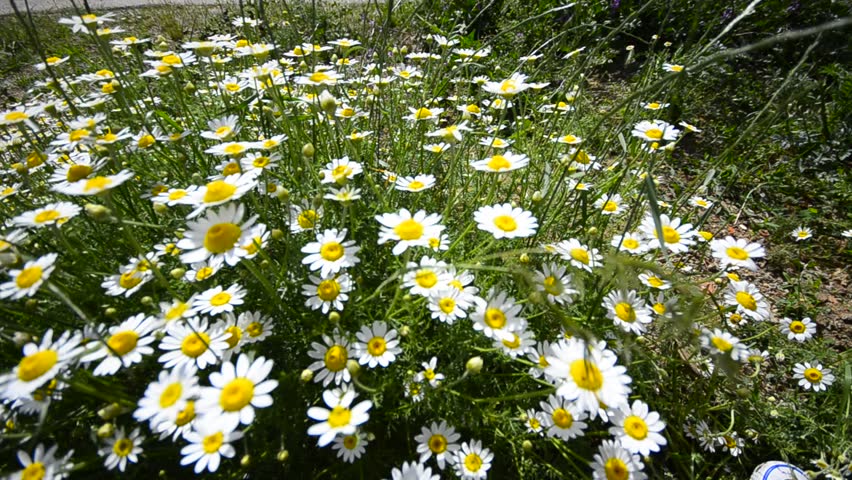 Daisy field top view crane shoot,  1920 x 1080 video of wild flowers in the