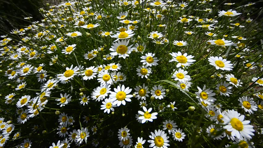 Blossom, Amazing group of daisies flowers, sway gently in the wind. Wide shoot