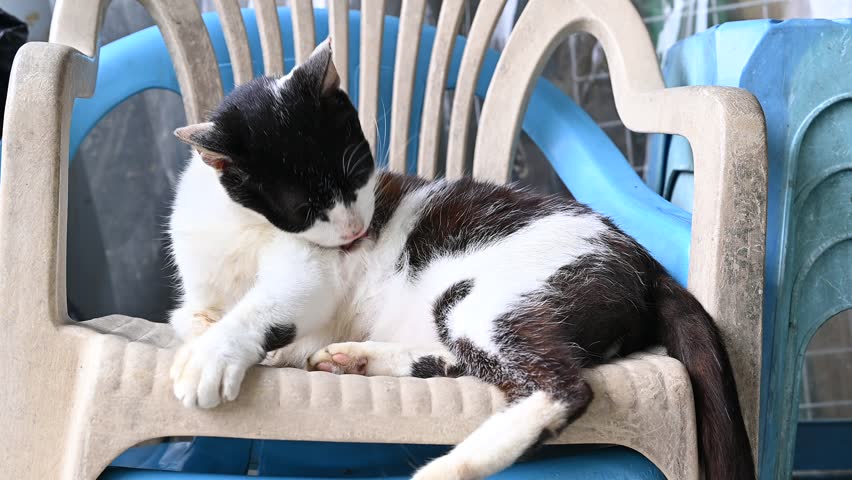 Cat sit on road with green natural bokeh background in Houtong cat village, city, Taiwan.
