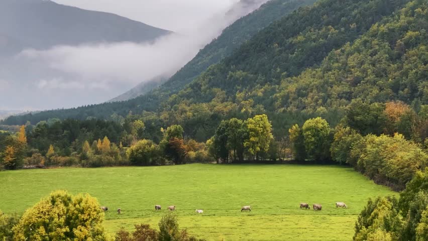 Cows Grazing in Mountain Landscape