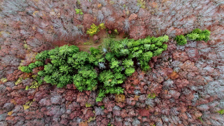 Green island in a sea of brown autumn trees, aerial view, nature