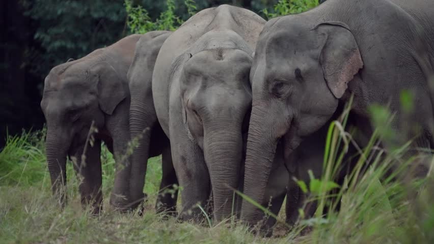 A family of wild elephants are eating mineral soil in the forest.
