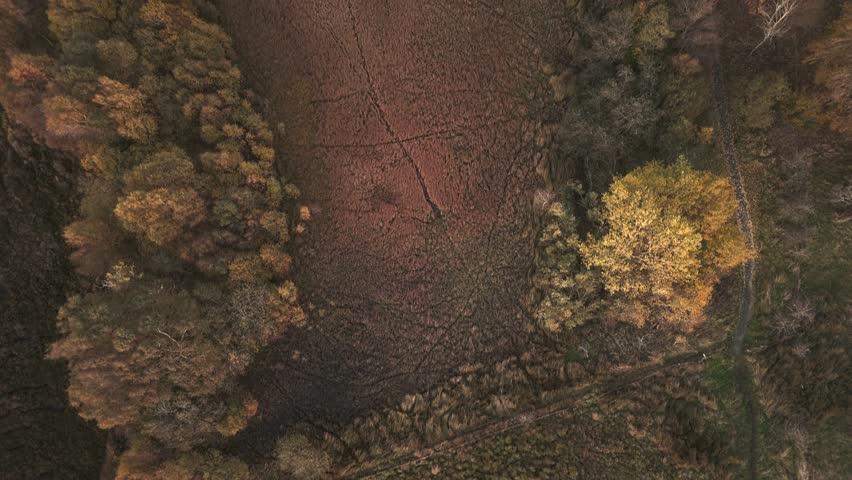 Top-down drone shot of a small, dark lake or marsh surrounded by dense, brown autumn reeds and mixed forest. The Curling Pond in the morning in Black Moss Nature Park, West Lothian, Scotland. 