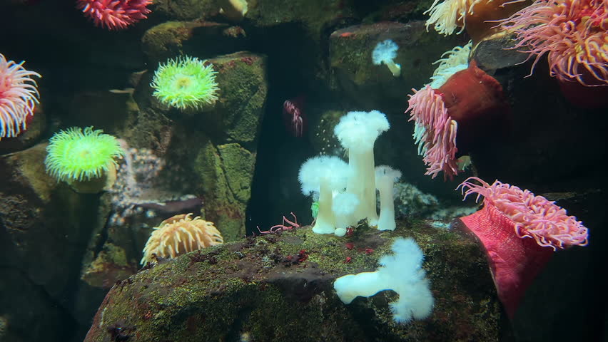 Beatiful diverse anemones in the bottom of the sea

