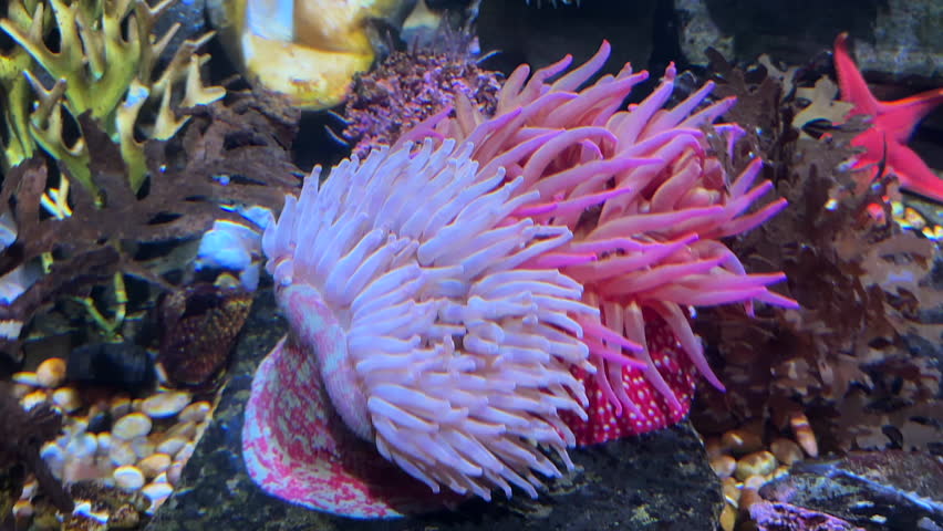 Beatiful pink anemones in the bottom of the sea

