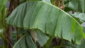 Macro Shot of Lush Green Banana Leaves with Water Droplets Capturing Natural Beauty in Garden Environment Featuring Vivid Textures and Shapes - Powered by Shutterstock - Get 15% off with code: PIKWIZARD15
