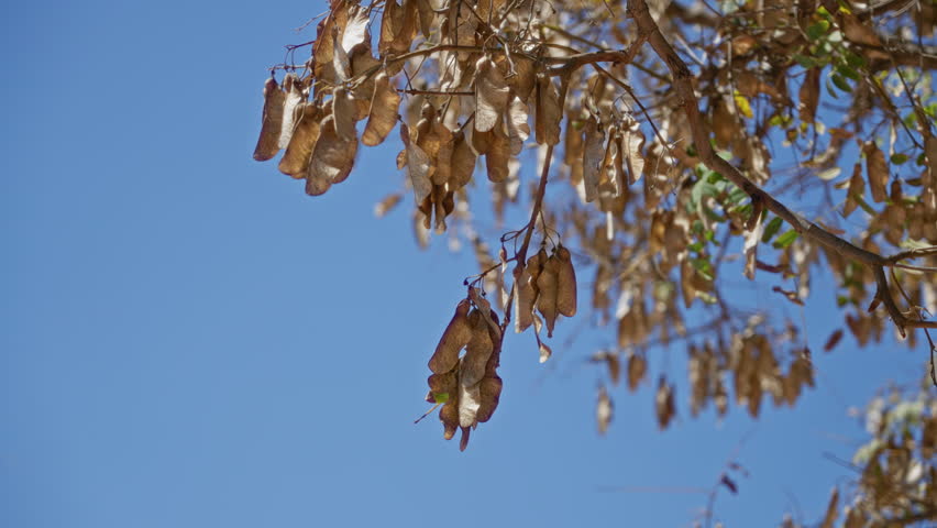 Dry seed pods hanging on tree branches against a clear blue sky in torrevieja, spain, highlighting the sunny outdoor setting and natural beauty of the region.