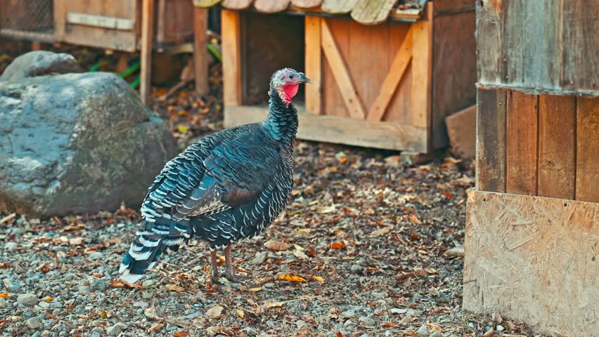 A turkey is standing in a yard next to a wooden structure. The turkey is large and has a red beak