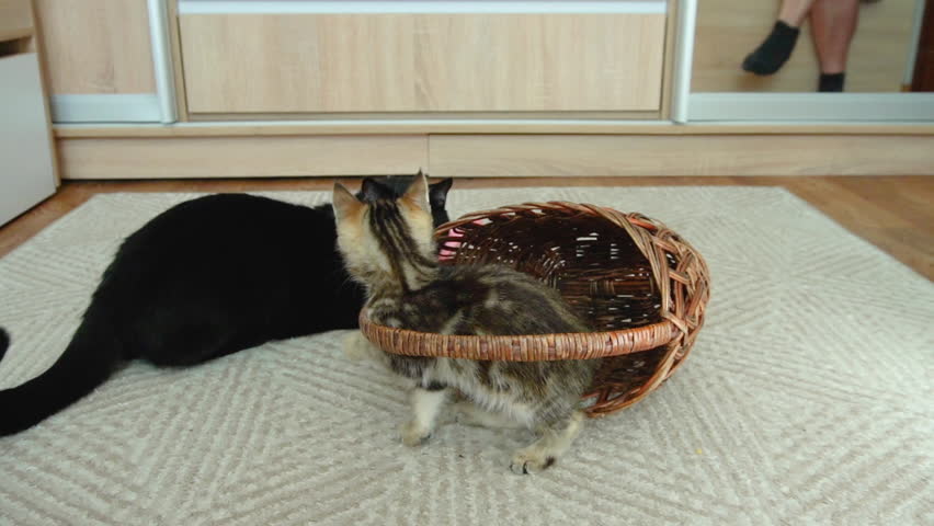 A playful kitten in a basket plays with a black cat at home