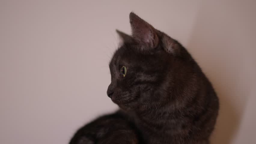 Playful Cat Yoga Enjoying a Cozy Stretching Moment Together with Your Feline Friend