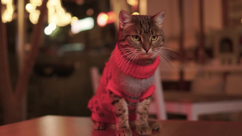 A Festive Cat Wearing a Sweater and Surrounded by Cozy, Warm, and Twinkling Lights