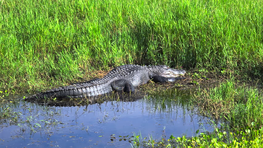 Alligator in Florida natural environment. Reptilian predator native to USA south on riverbank in Florida wetlands.