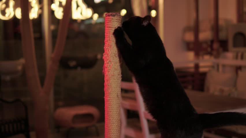 Playful Cat Yoga Enjoying a Cozy Stretching Moment Together with Your Feline Friend