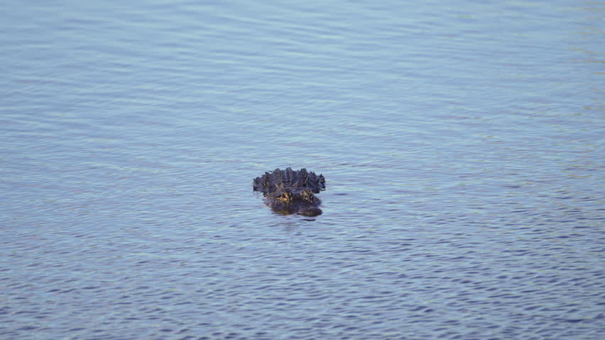 Close-up of alligator swimming in reflective wetland water with aquatic plants and grass in background.