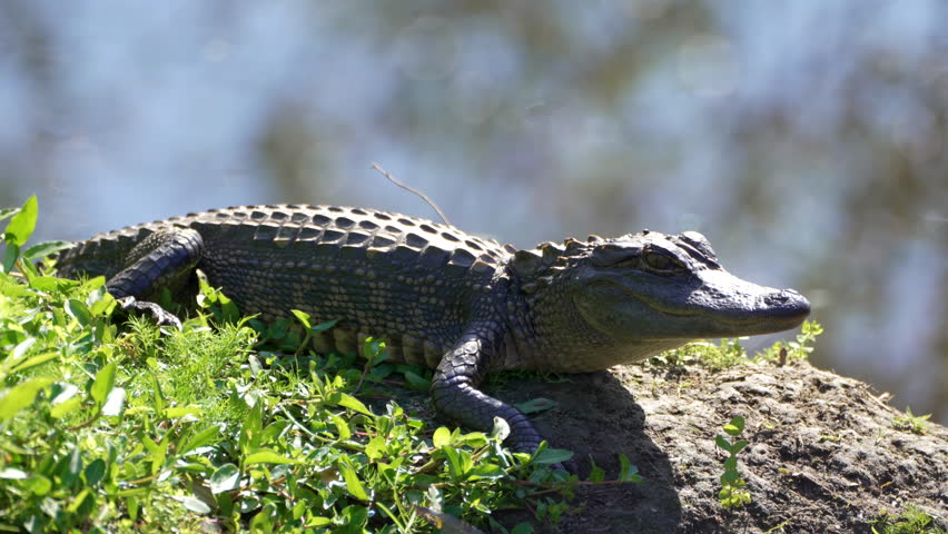 Juvenile alligator basking in the sun near freshwater pond in Florida marshland, natural wildlife habitat.