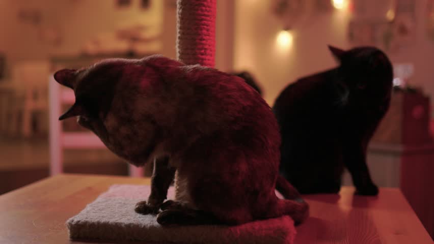 Playful Cat Yoga Enjoying a Cozy Stretching Moment Together with Your Feline Friend