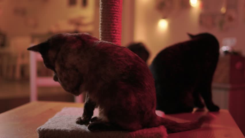 Playful Cat Yoga Enjoying a Cozy Stretching Moment Together with Your Feline Friend