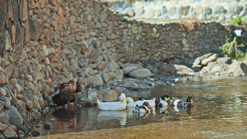A group of ducks are swimming in a river next to a stone wall. The ducks are of different sizes and colors, with some being white and others being black. The scene is peaceful and serene