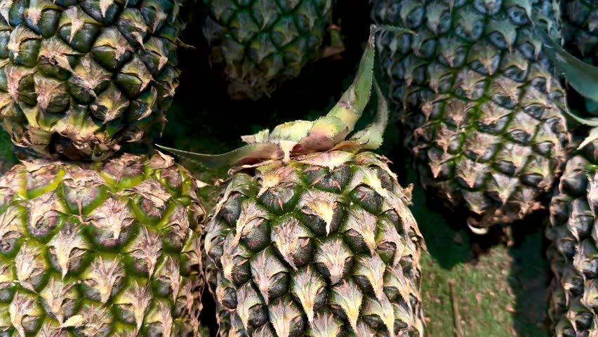 Pile of fresh ripe pineapples at market display