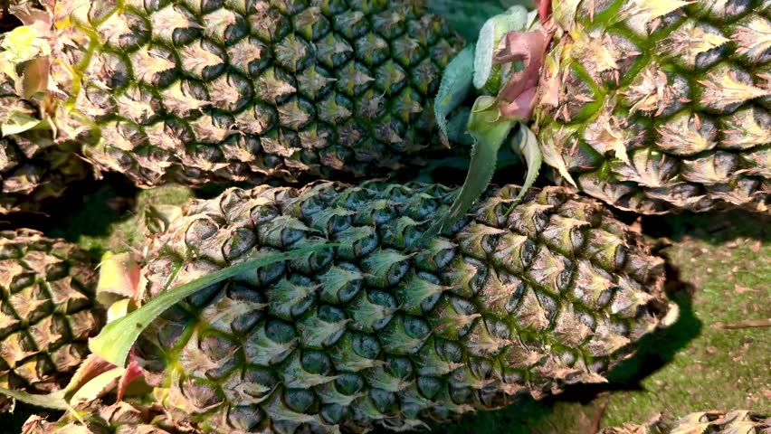 Pile of fresh green pineapples ready for sale