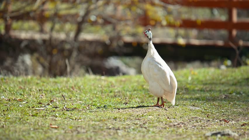 A white turkey bird standing in a grassy field. The bird is small and has a long neck