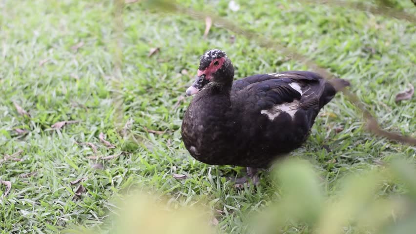 Young, dark domestic duck resting upright in the grass while opening and closing its eyes, a peaceful nature scene during the day, falling asleep.