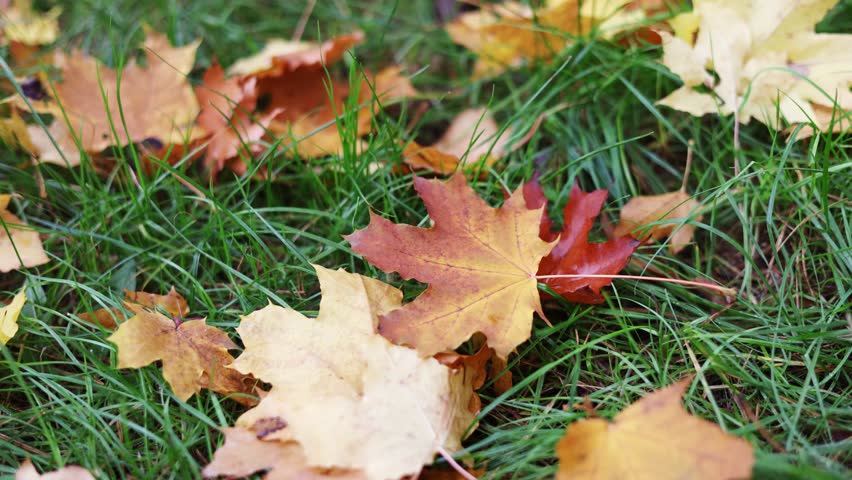 Beautiful colorful autumn leaves on green grass