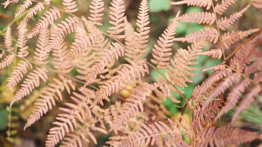 dry fern in a forest in cloudy weather, fern bushes in the autumn season during leaf fall