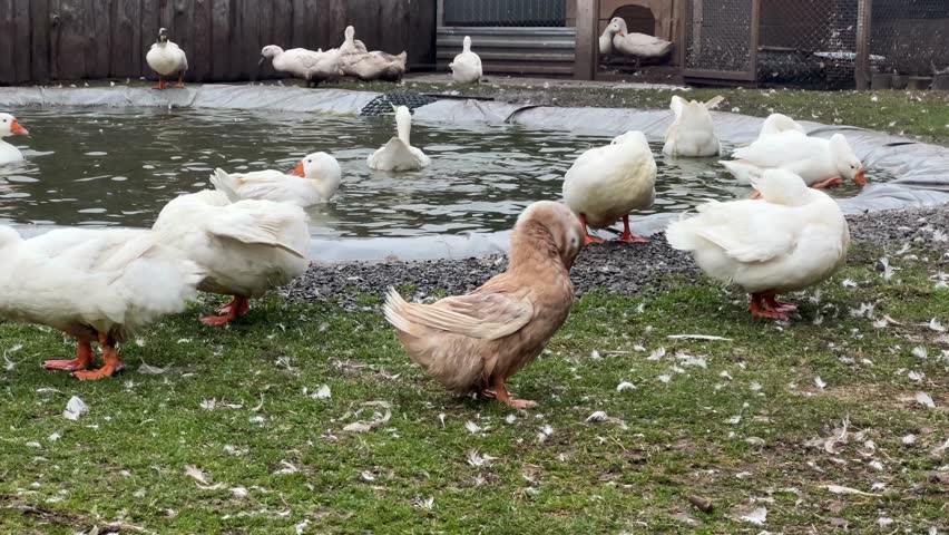A flock of white and brown domestic geese and ducks on the grass on an autumn day. A large white goose in a meadow. Domestic geese on a green lawn next to a small pond