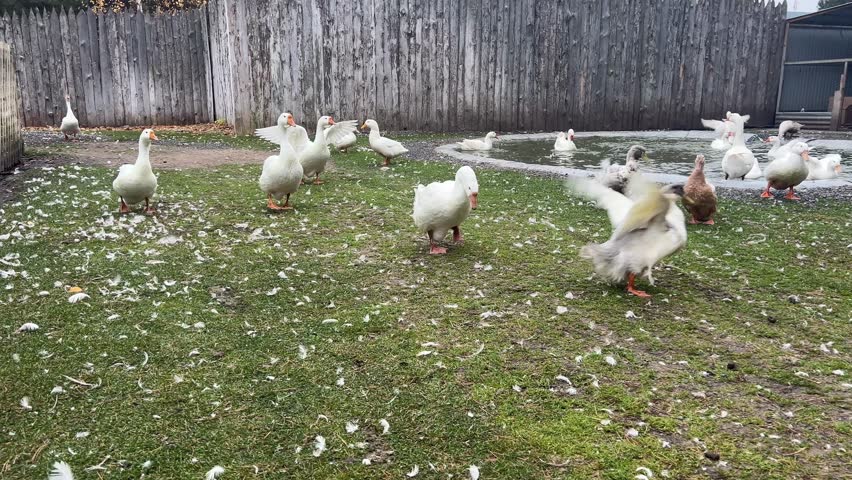 A flock of white domestic geese on the grass on an autumn day. A large white goose in a meadow. Domestic geese on a green lawn next to a small pond