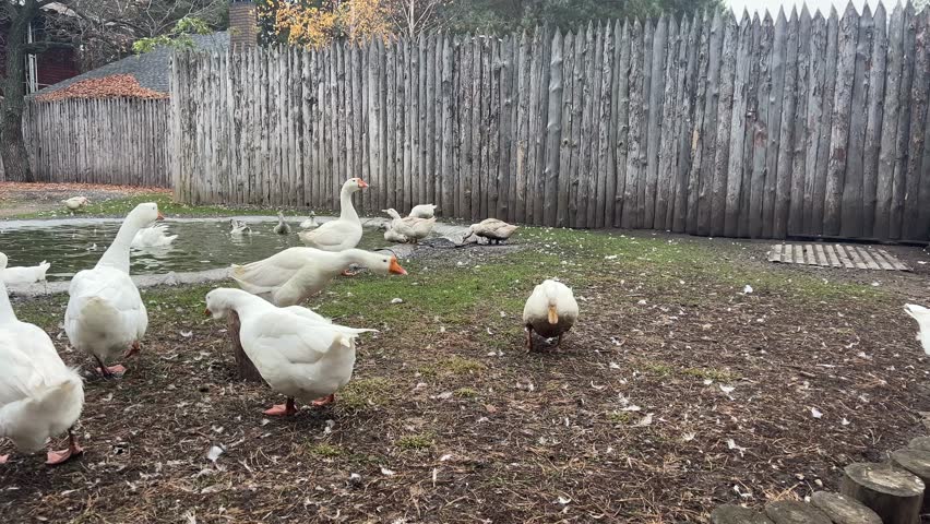 A flock of white domestic geese on the grass on an autumn day. A large white goose in a meadow. Domestic geese on a green lawn next to a small pond