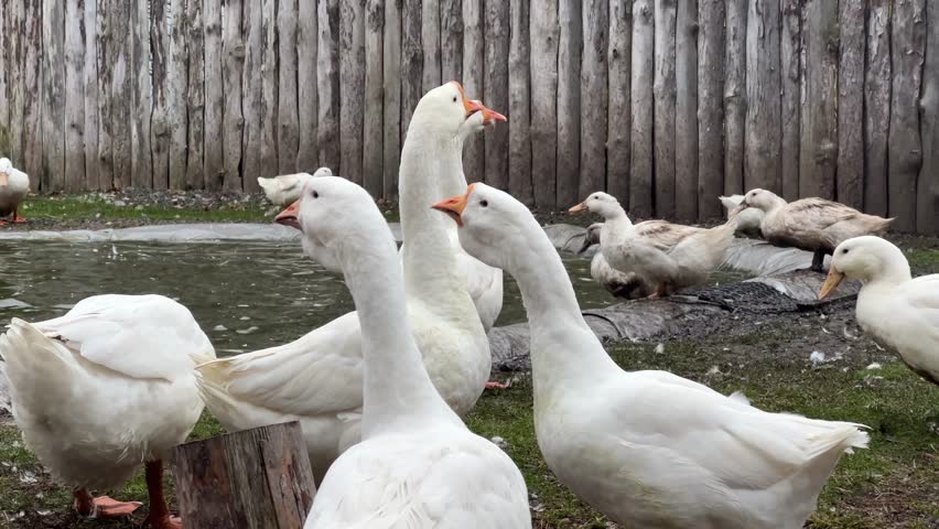 A flock of white domestic geese on the grass on an autumn day. A large white goose in a meadow. Domestic geese on a green lawn next to a small pond