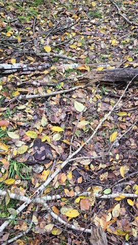 A walk along the forest floor, covered in a dense layer of tiny brown and yellow leaves, moss, and pine needles, captures the typical landscape of late autumn. 4K video