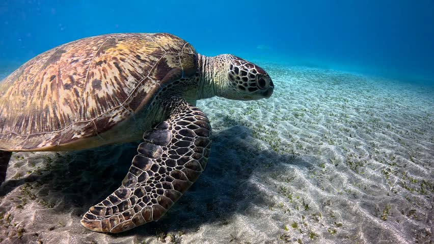 Feeding and swimming big wild sea turtle (Chelonia Mydas), shallow water with the sandy seabed. Scuba diving with the sea turtle, travel video. Marine life in the sea, endangered animal footage. 