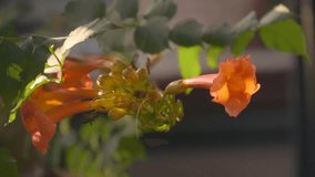 Bees feasting on an orange trumpet vine (campsis radicans) flowers. Closeup. Slow motion. High speed camera - Powered by Shutterstock - Get 15% off with code: PIKWIZARD15