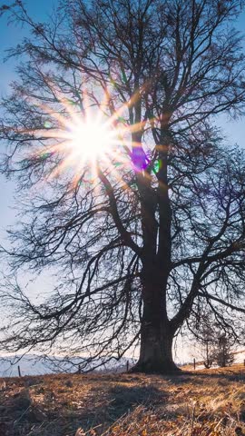 Sun Rising Behind Old Beech Tree in Spring Morning Nature
